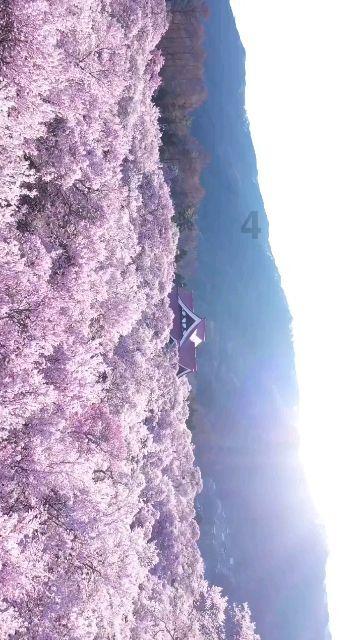 冲浪骑士